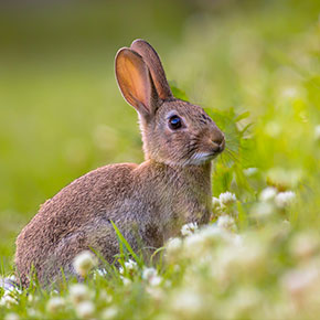 Keep your rabbit safe from poisonous plants this summer