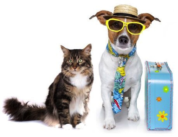 Travelling with your pet