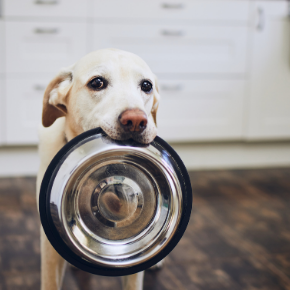 How to feed your dog – everything you need to know