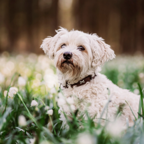 Dog worming advice for Spring
