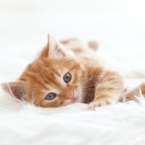Kitten care advice from the team at Clarendon Street Vets