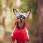 New year fitness ideas for dogs and owners