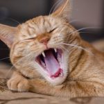 Clarendon Street Vets explains the signs of feline dental disease