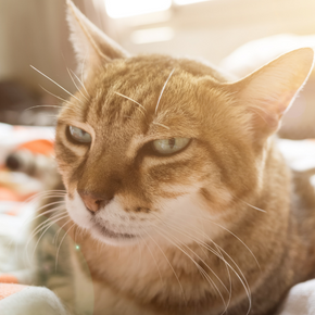 Is my cat in pain? Vet Patrick von Heimendahl explains the signs to look out for