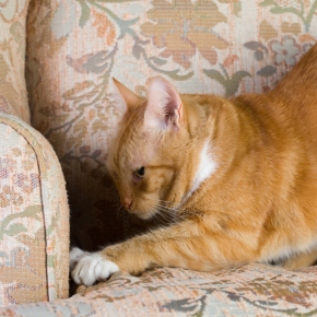 Clarendon Street Vets’ advice to reduce furniture damage from your cat